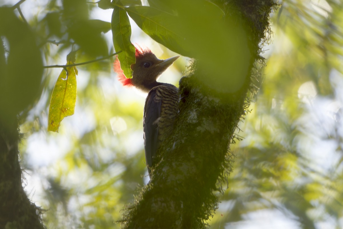 Helmeted Woodpecker - ML646128079