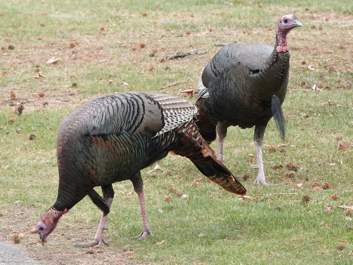 Wild Turkey - ML646128082