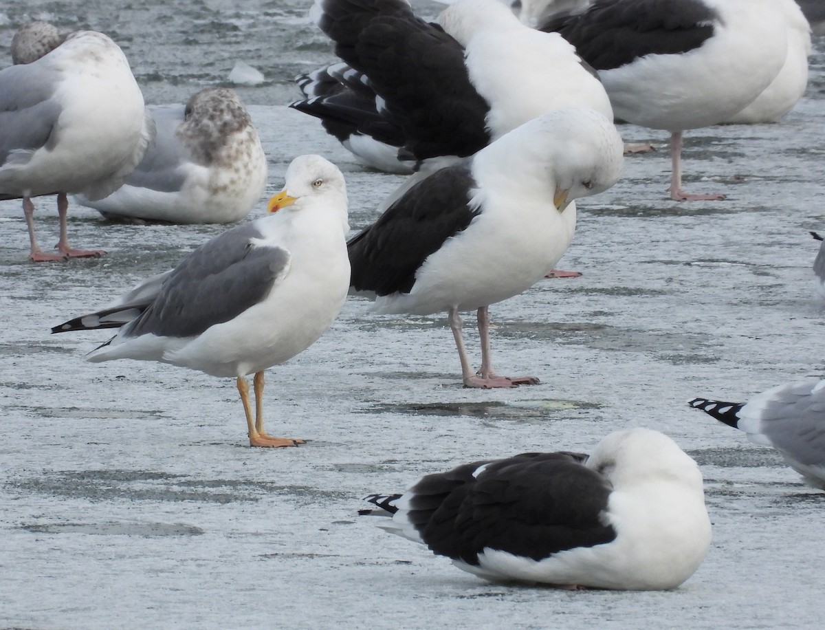 American Herring x Lesser Black-backed Gull (hybrid) - ML646128089