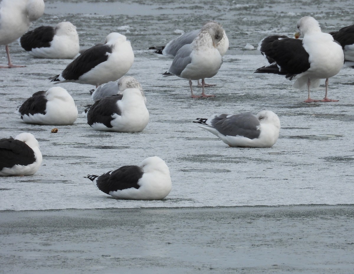 American Herring x Lesser Black-backed Gull (hybrid) - ML646128090