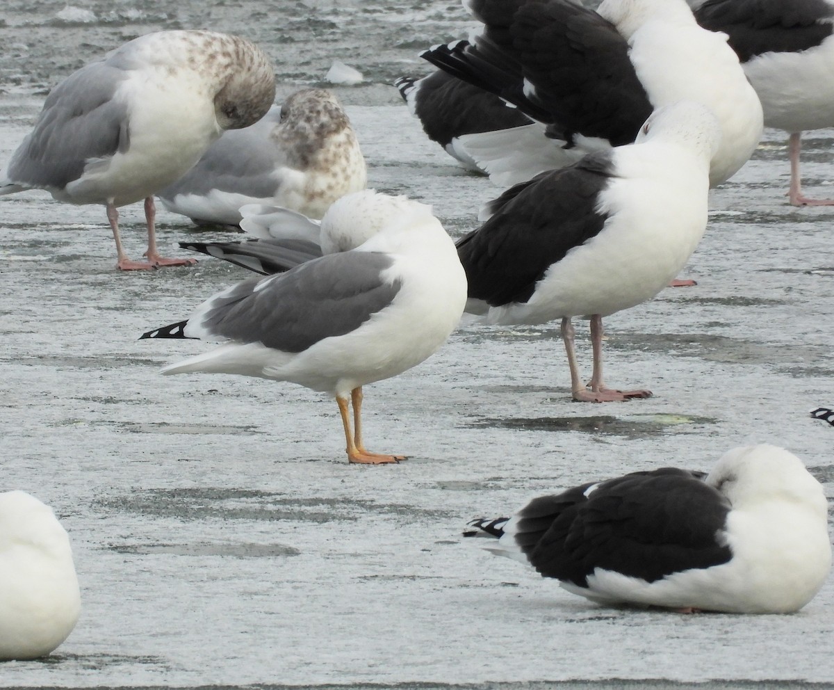 American Herring x Lesser Black-backed Gull (hybrid) - ML646128091