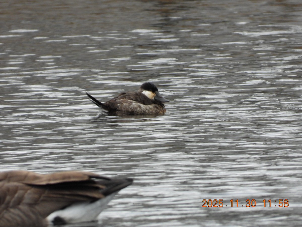 Ruddy Duck - ML646128097