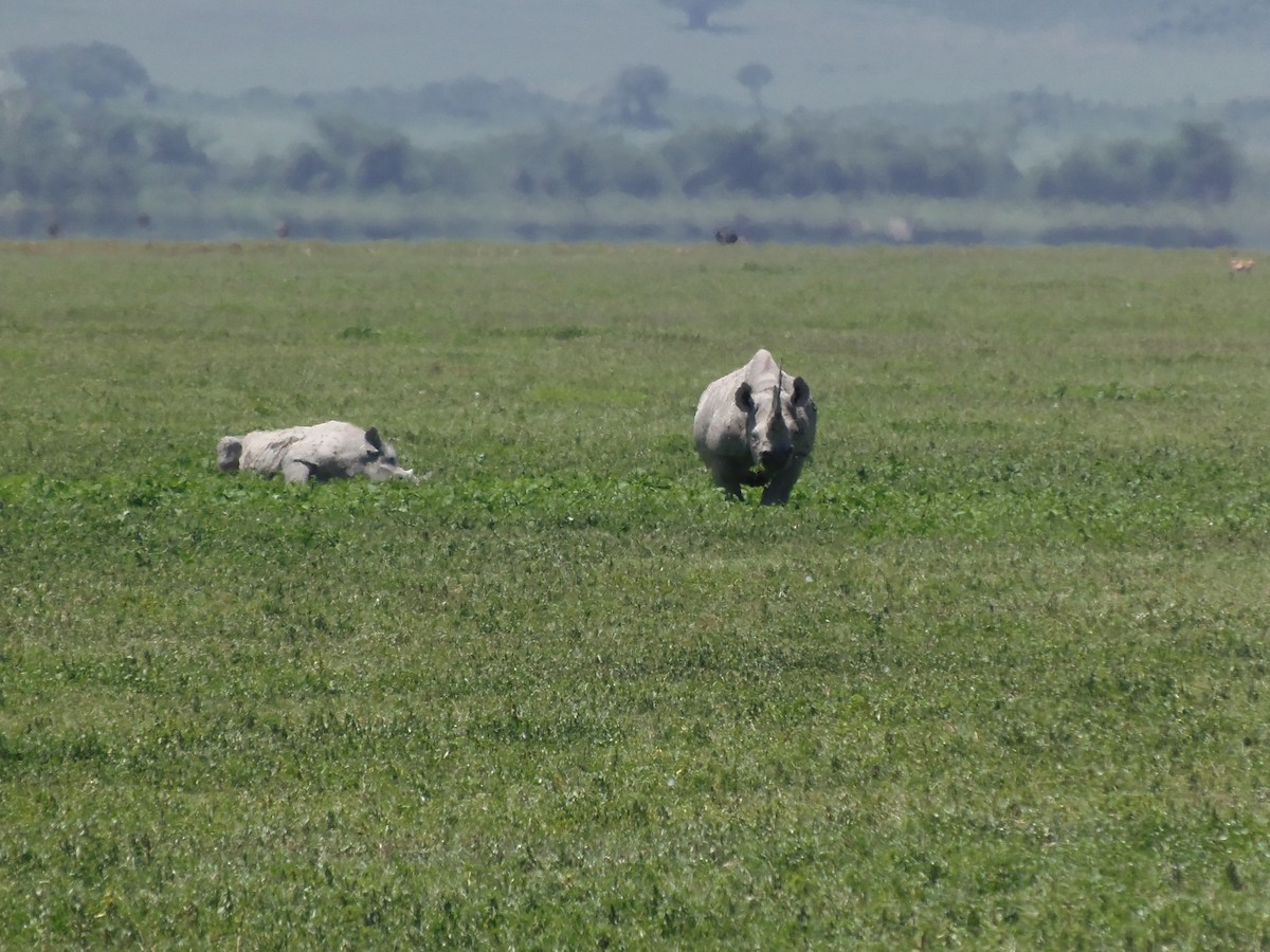 Black Rhinoceros - ML646128105