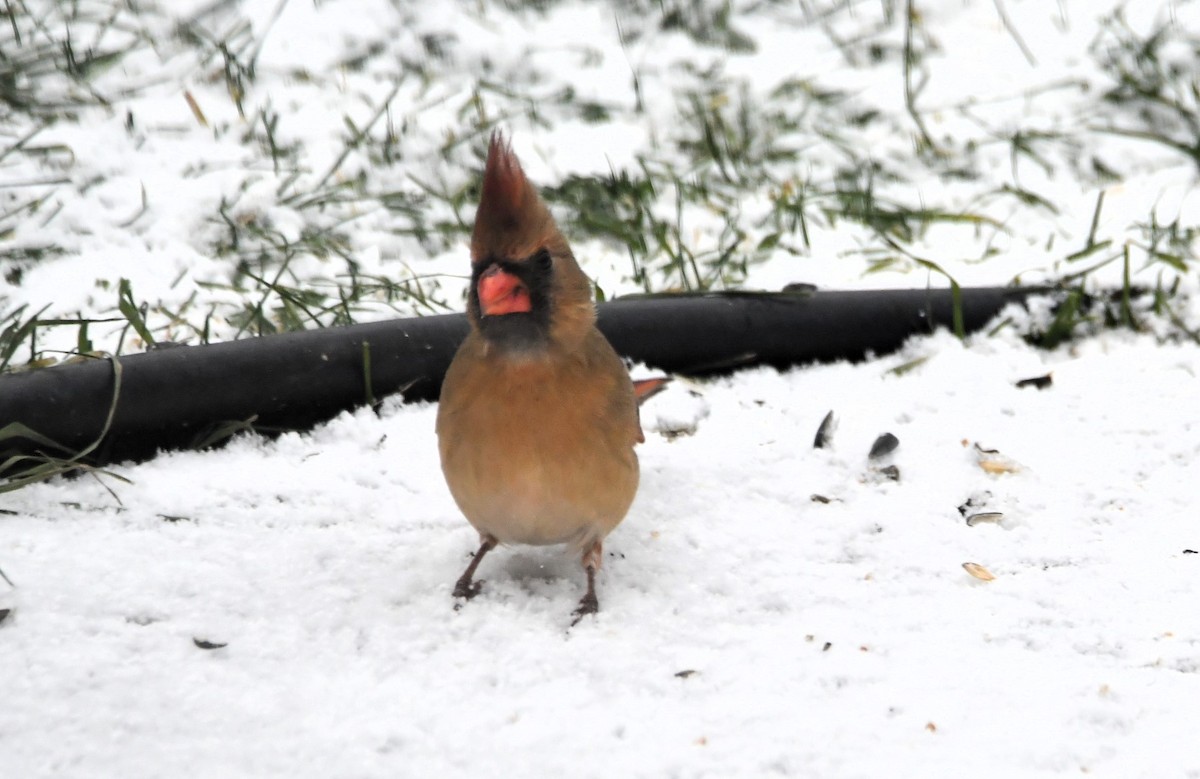 Northern Cardinal - ML646128109