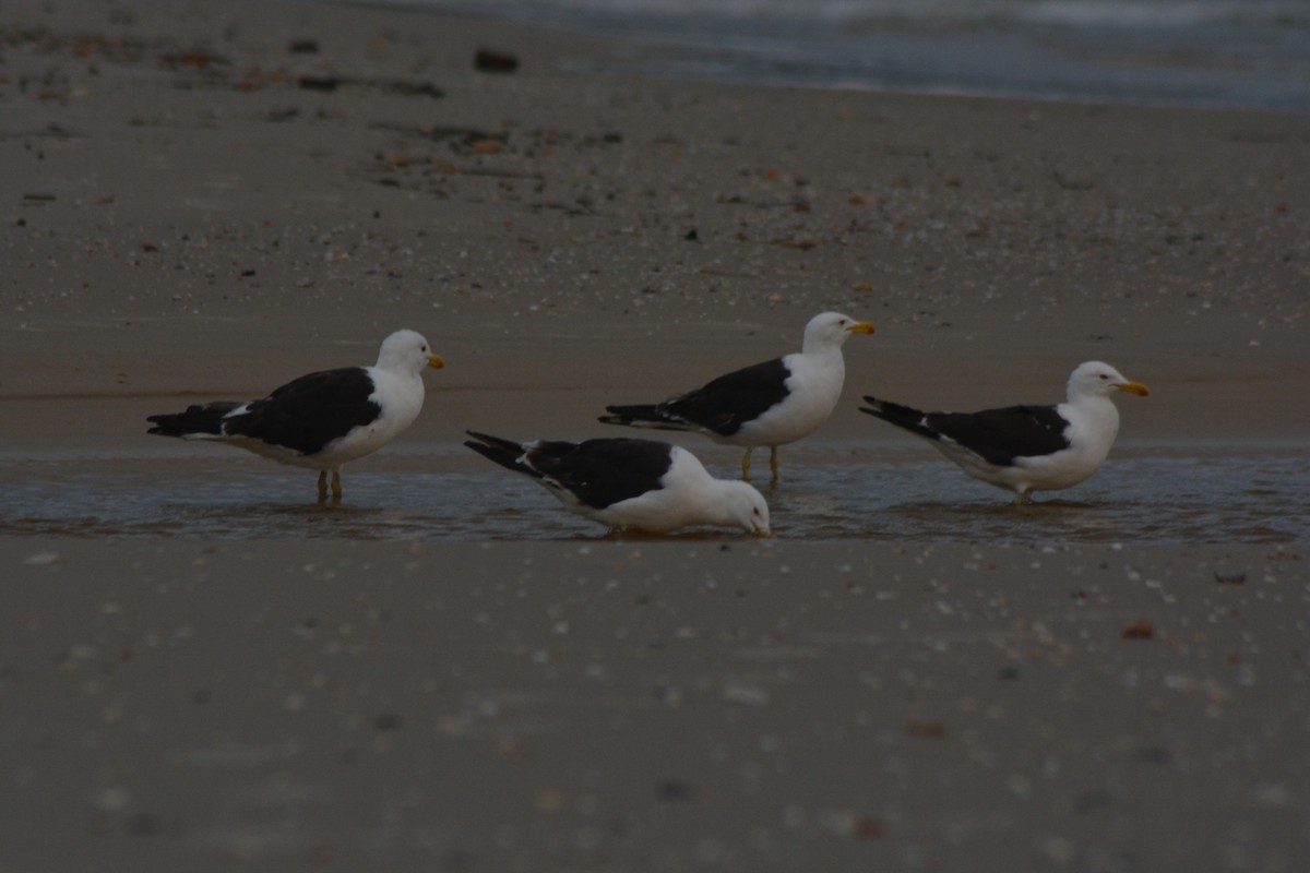 Kelp Gull - ML646128110
