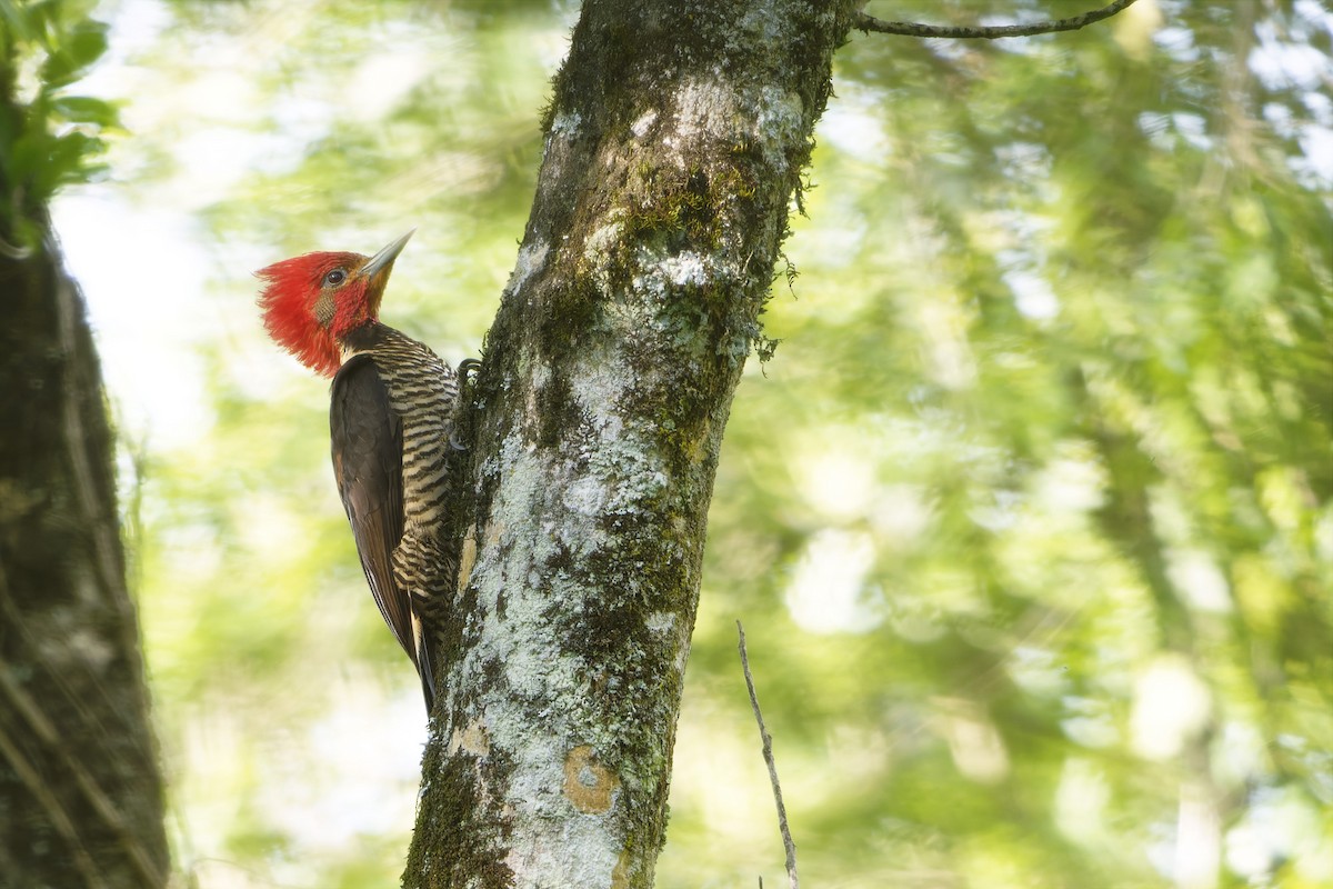 Helmeted Woodpecker - ML646128114