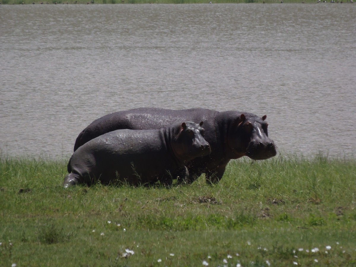 Common Hippopotamus - ML646128120