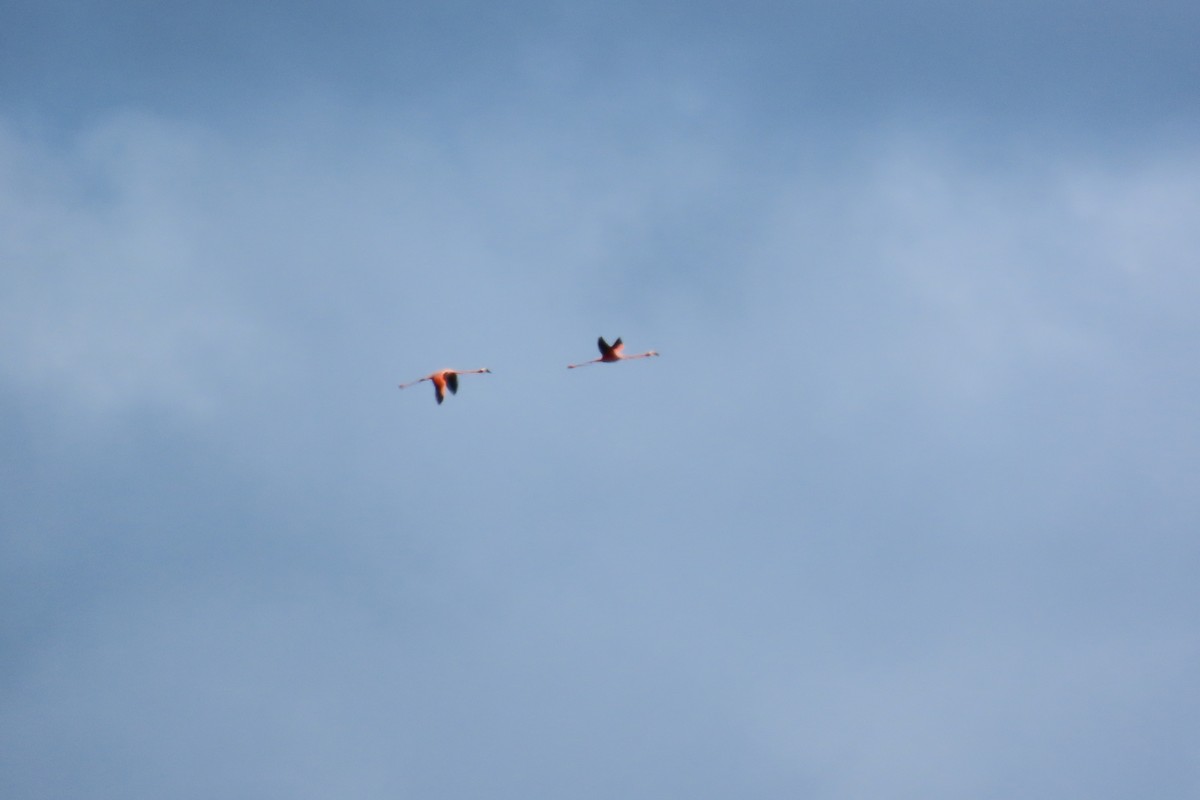 American Flamingo - ML646128125