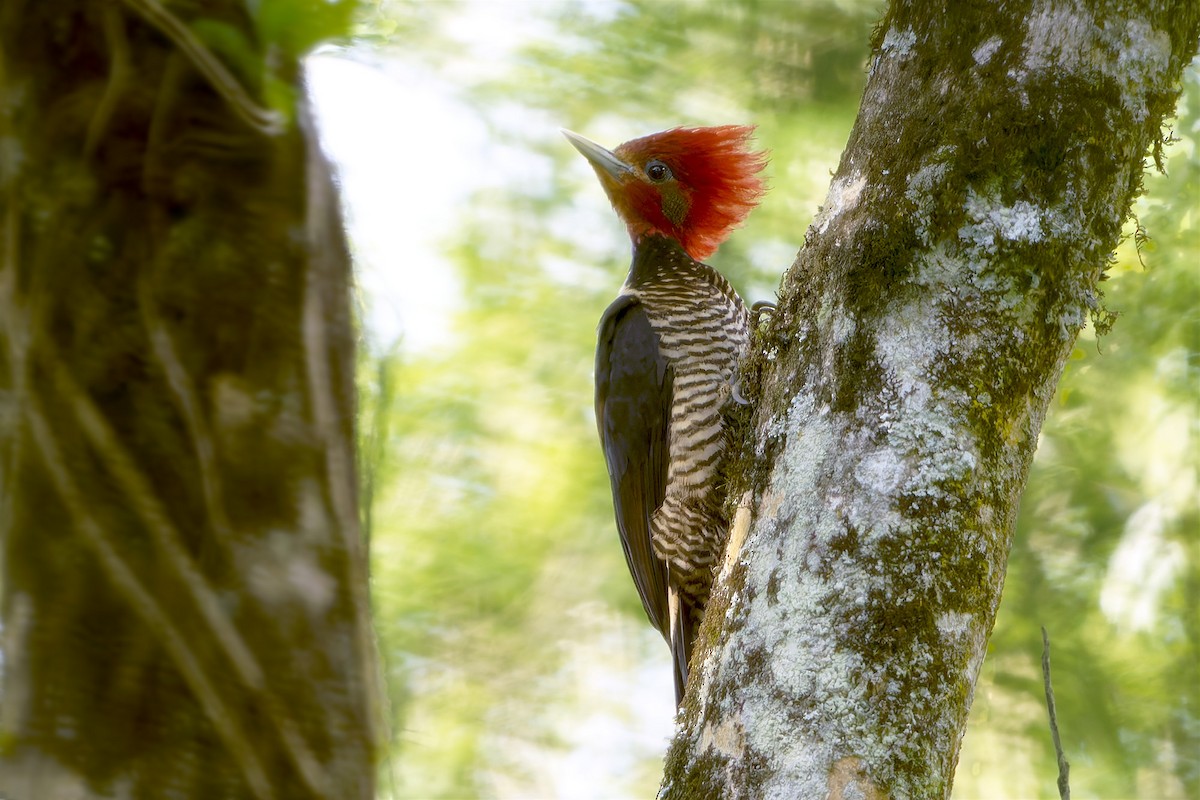 Helmeted Woodpecker - ML646128129