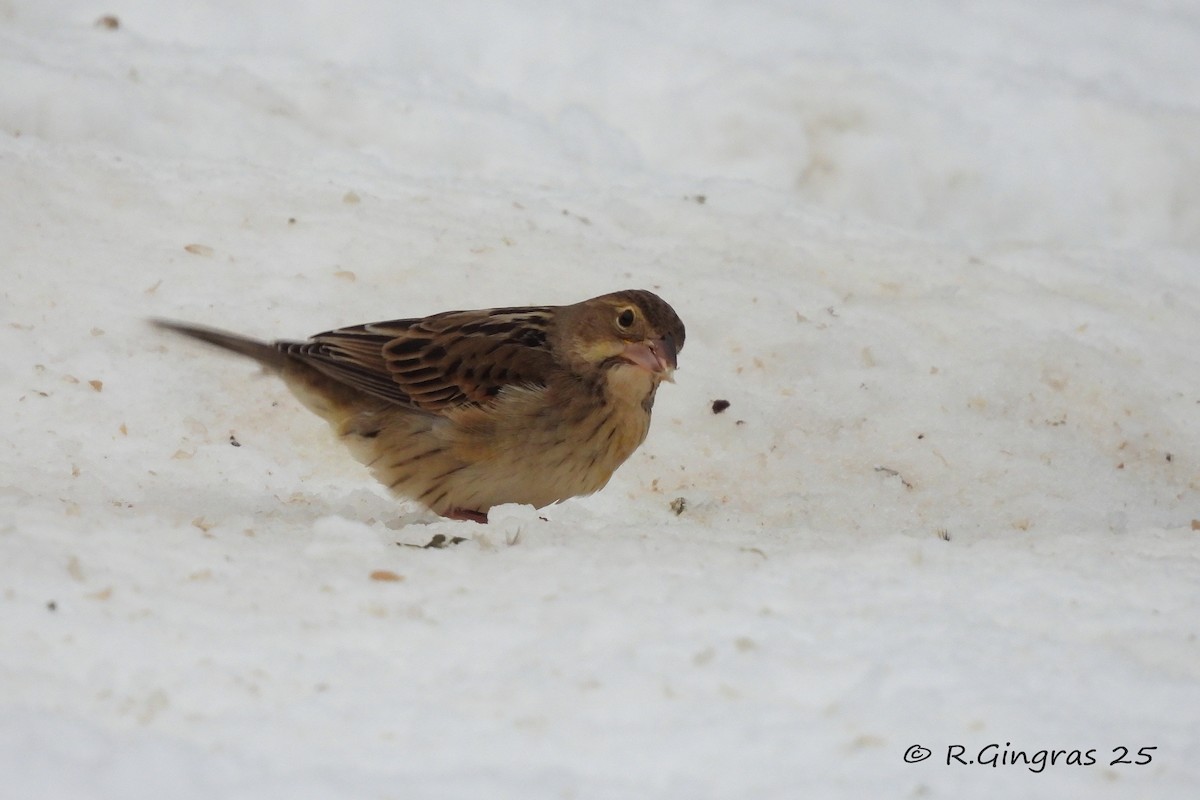 Dickcissel - ML646128149