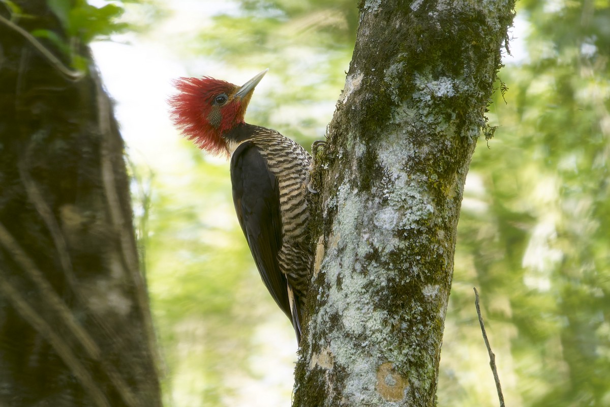 Helmeted Woodpecker - ML646128152