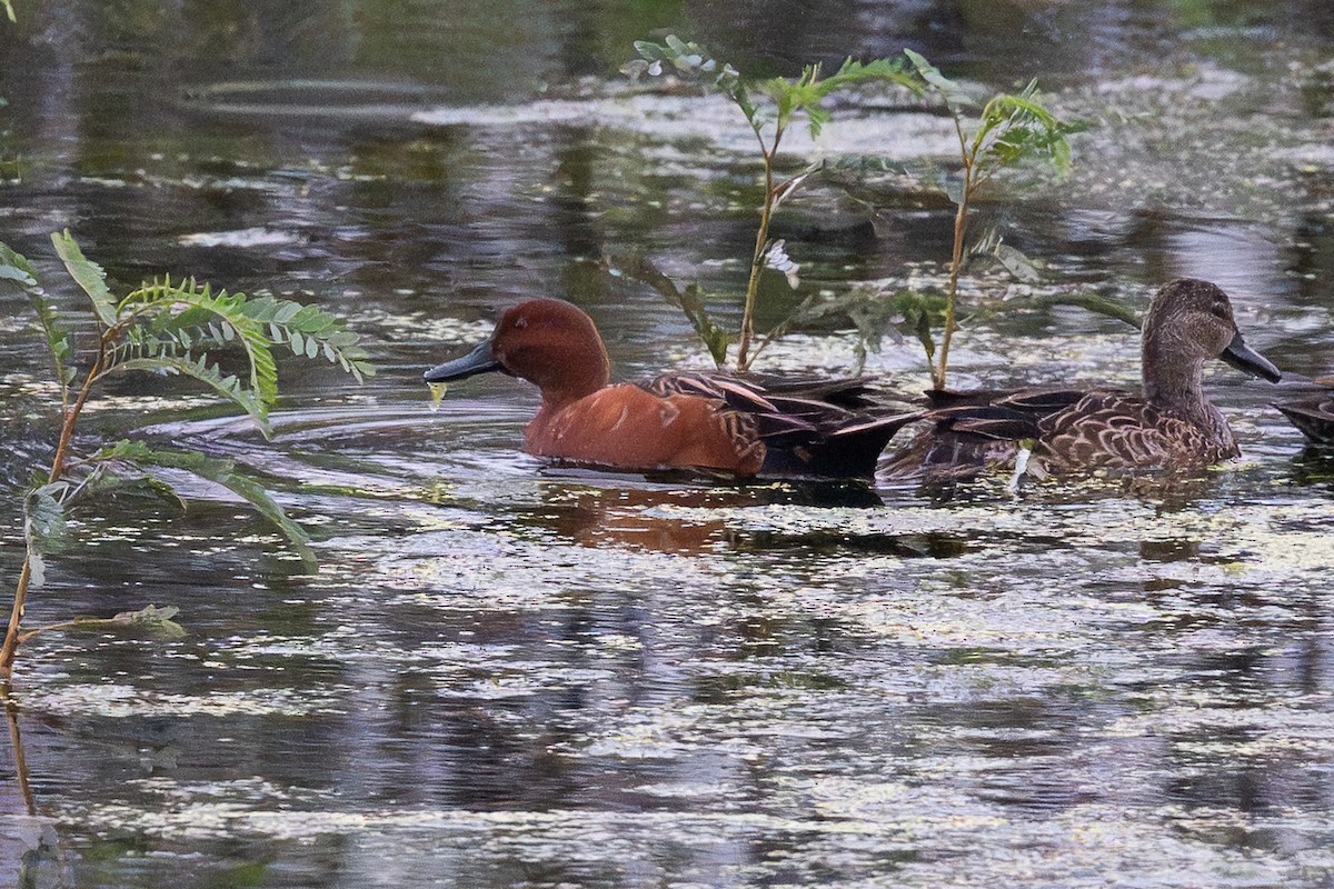 Cinnamon Teal - ML646128155