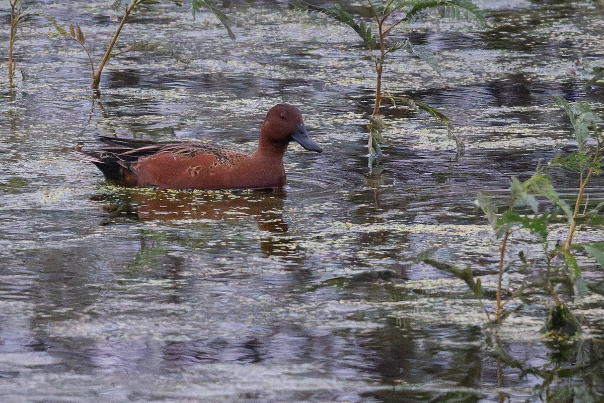 Cinnamon Teal - ML646128156