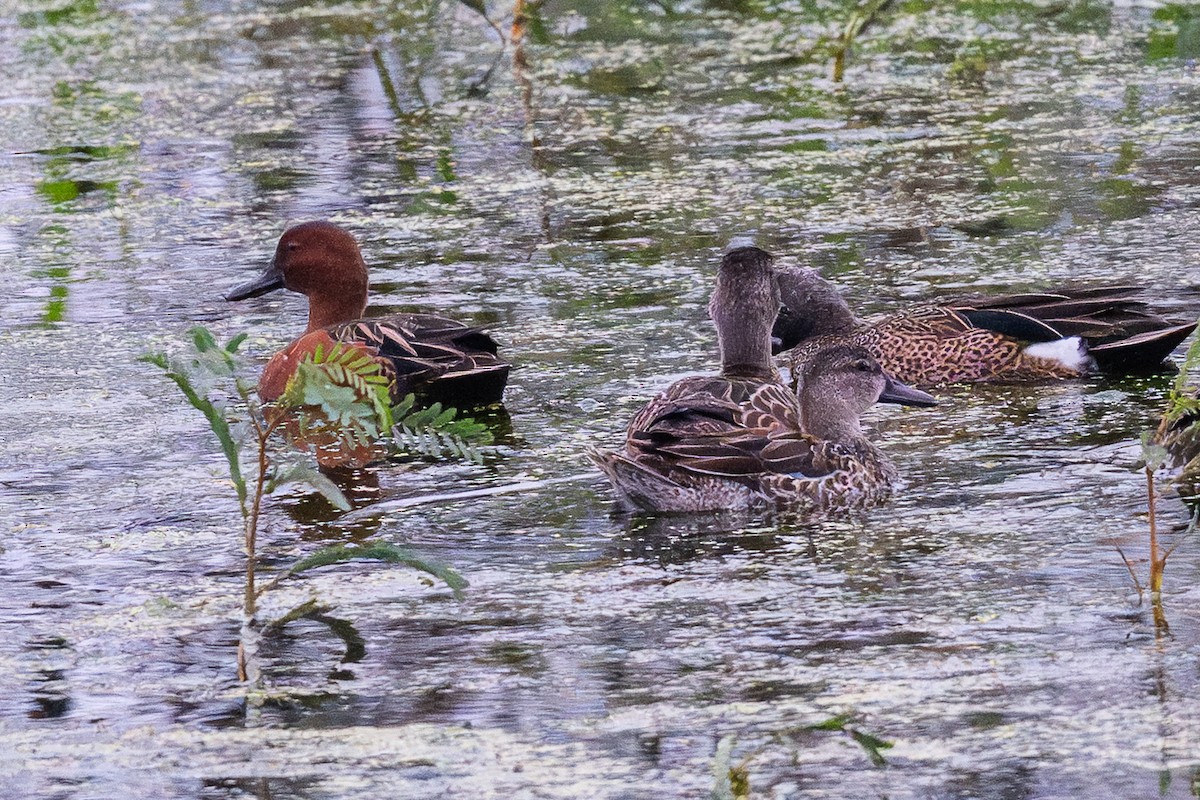 Cinnamon Teal - ML646128157