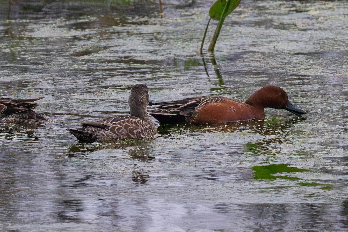Cinnamon Teal - ML646128158