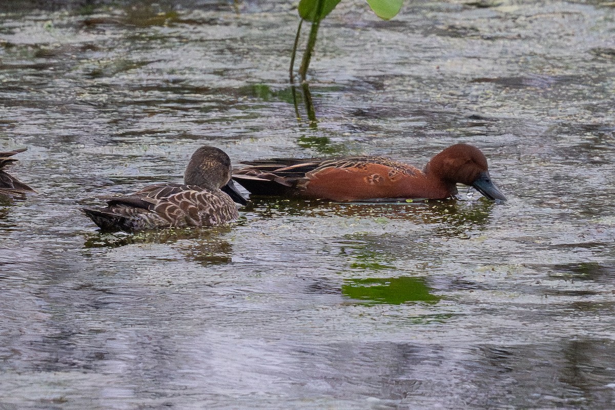 Cinnamon Teal - ML646128159