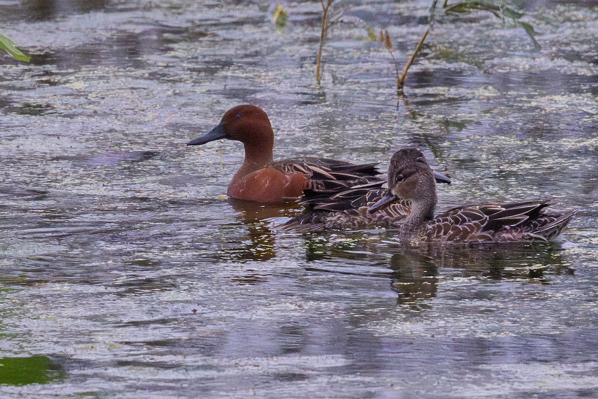 Cinnamon Teal - ML646128160