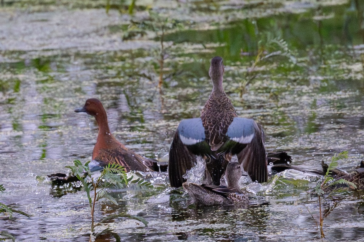 Blue-winged Teal - ML646128161