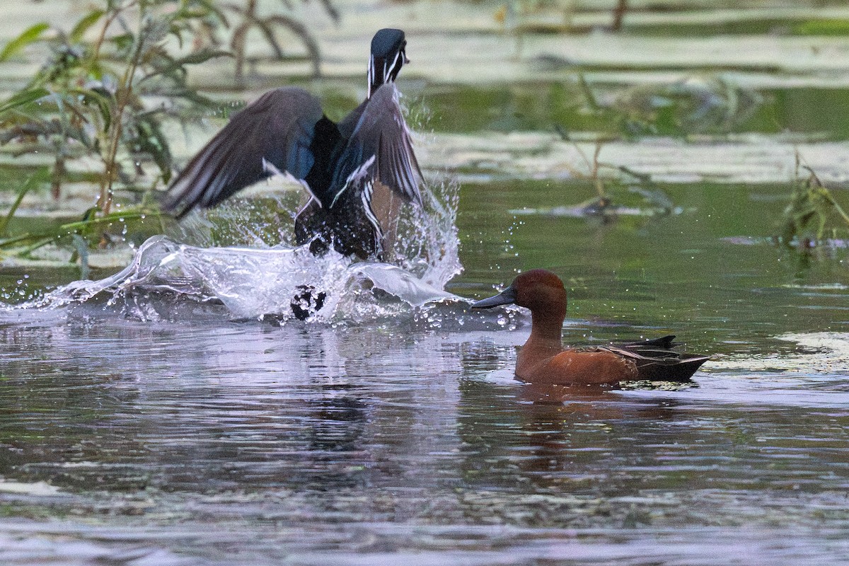 Cinnamon Teal - ML646128162