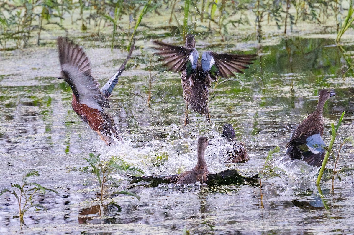 Cinnamon Teal - ML646128163