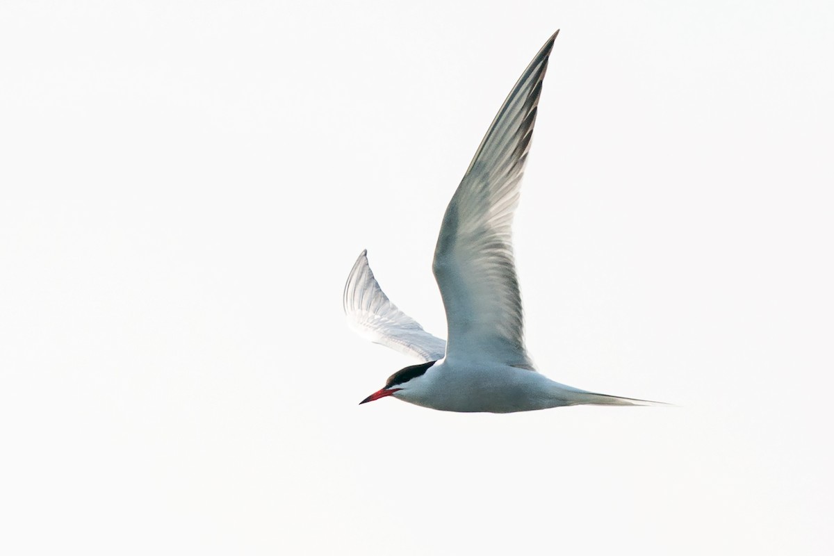 Common Tern - ML646128164