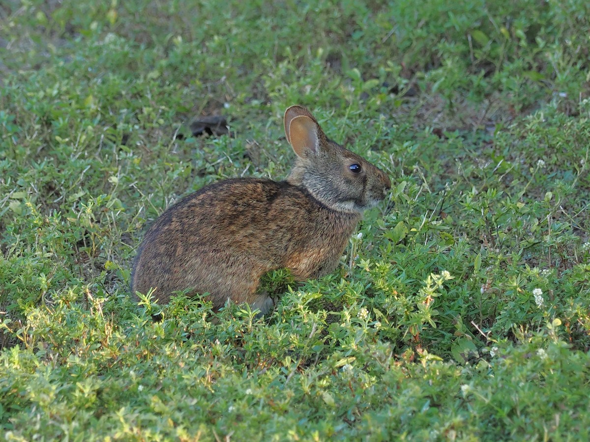 Marsh Rabbit - ML646128172
