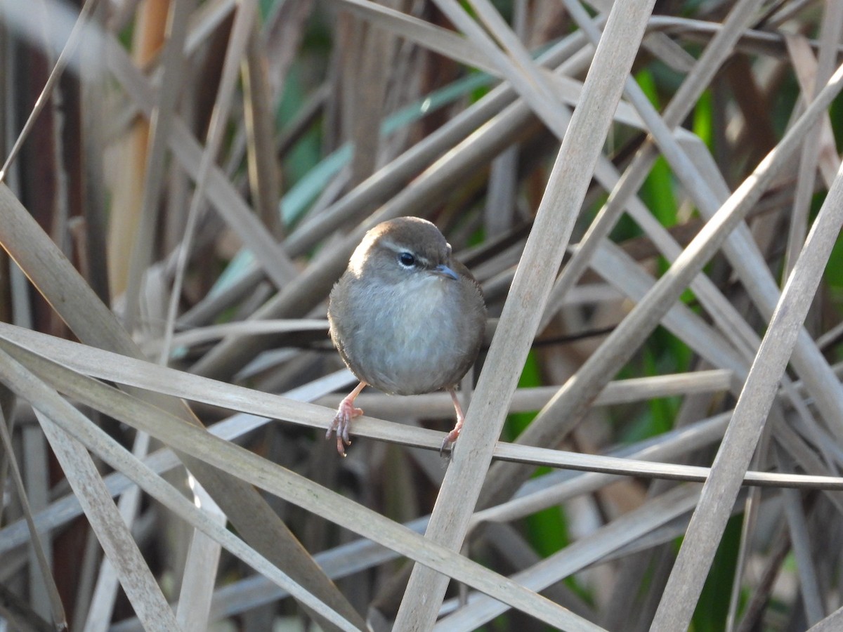 Cetti's Warbler - ML646128173
