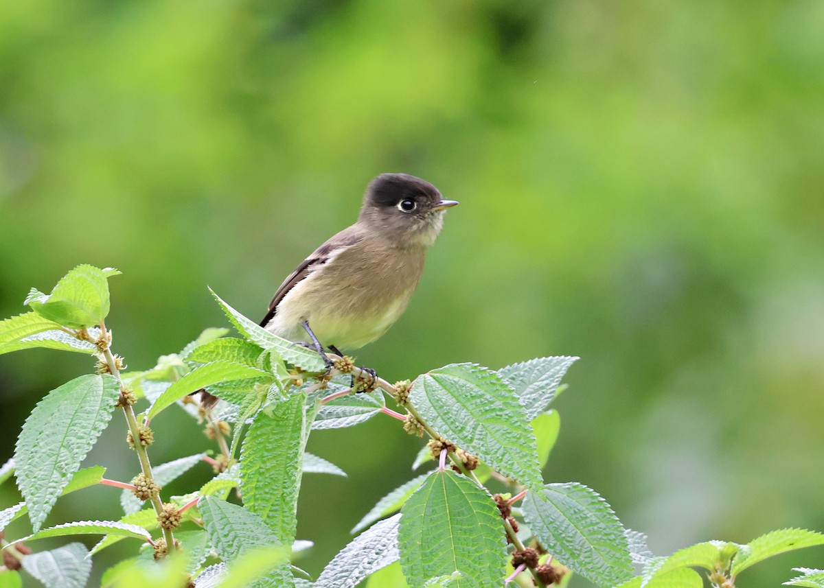 Піві-малюк чорноголовий - ML646128190
