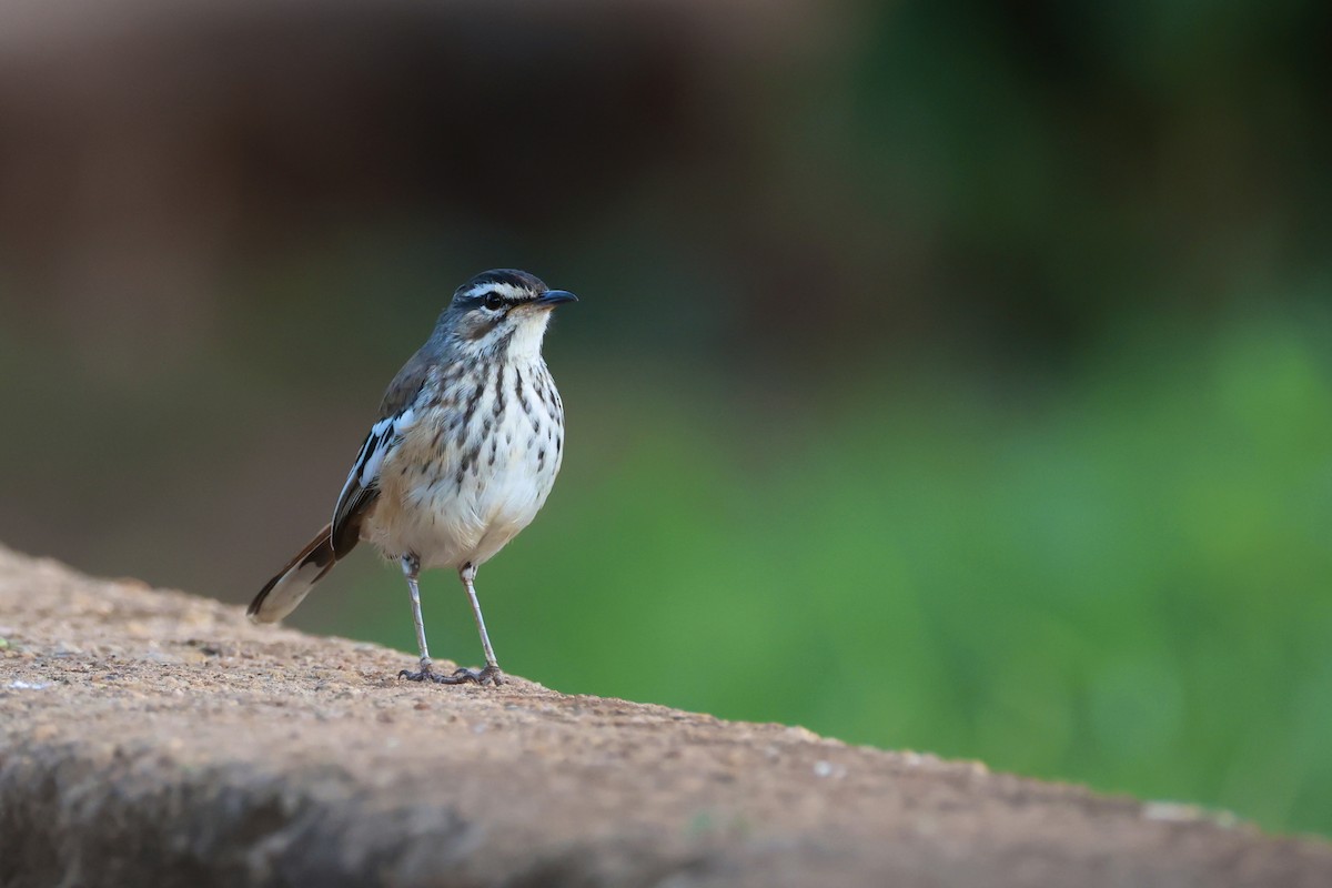 White-browed Scrub-Robin - ML646128191