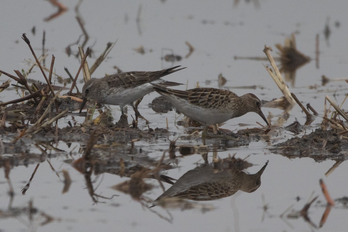 Бонапартов песочник - ML646128193