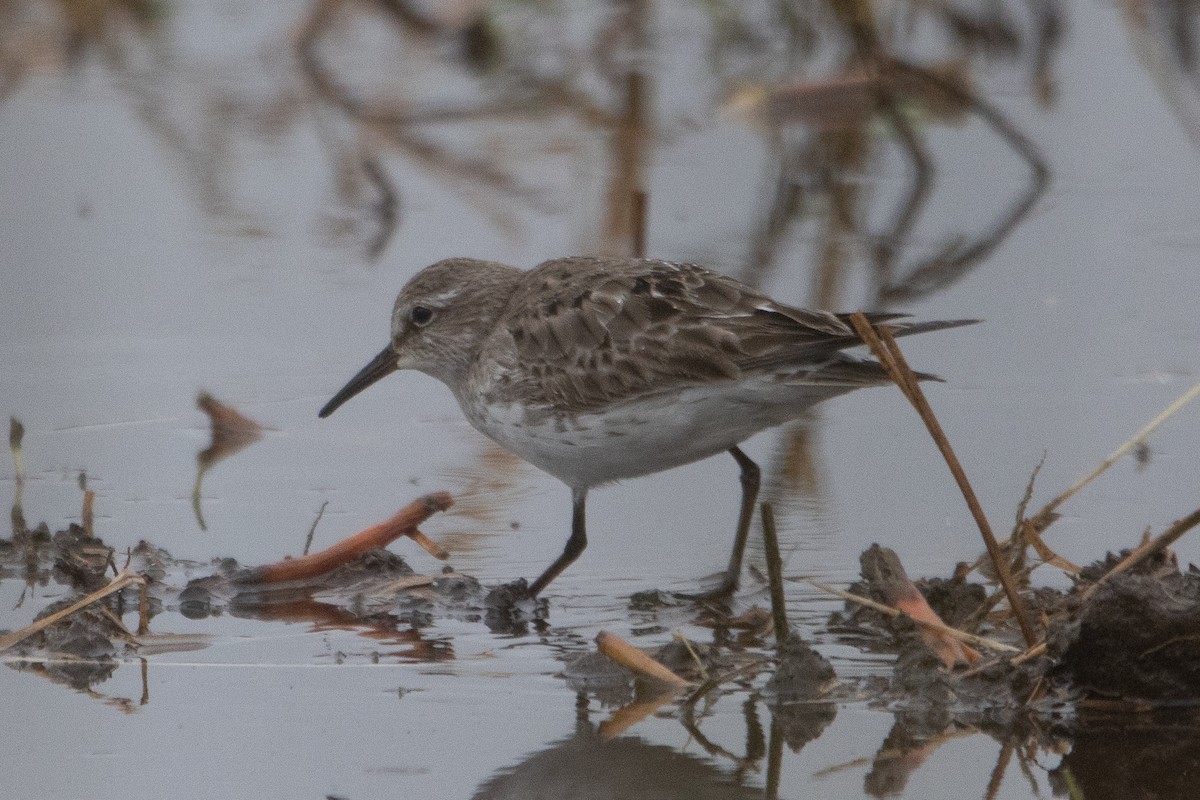 Бонапартов песочник - ML646128198