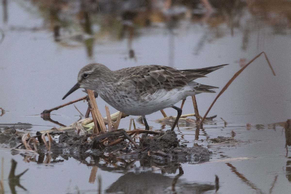 Бонапартов песочник - ML646128199