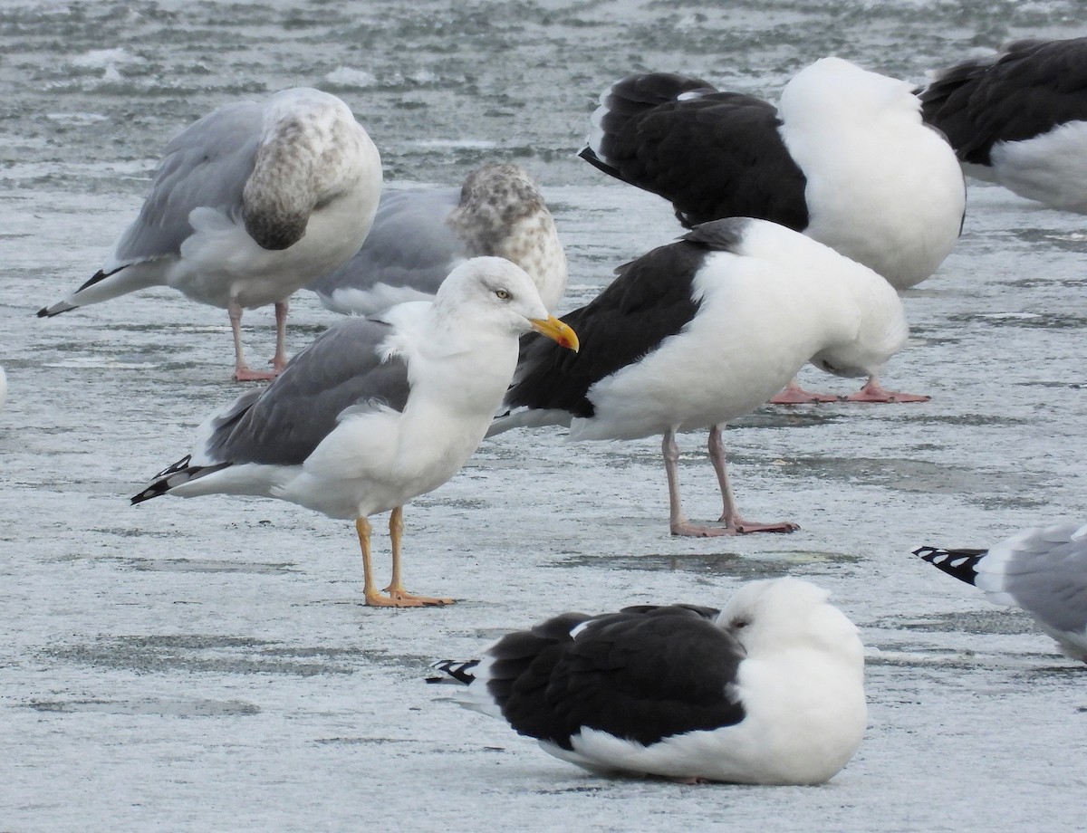 American Herring x Lesser Black-backed Gull (hybrid) - ML646128201