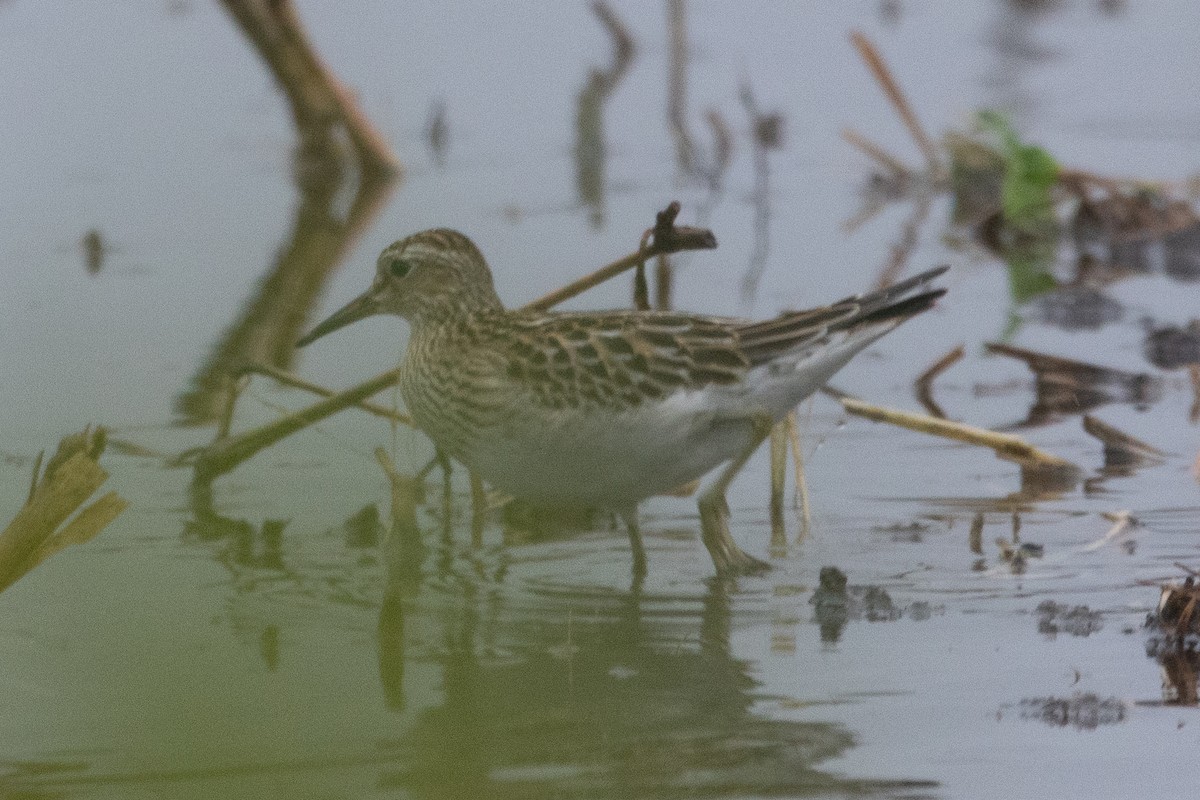 Побережник арктичний - ML646128207