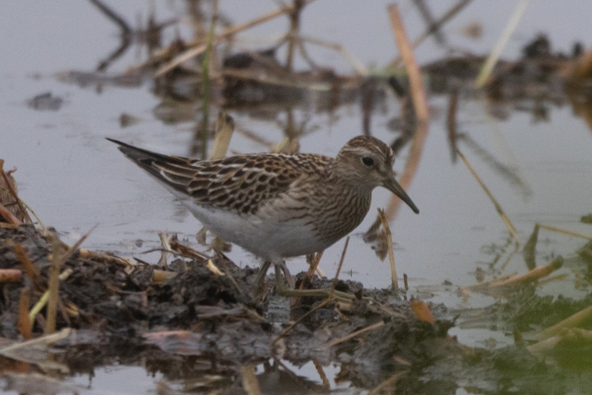 Побережник арктичний - ML646128208