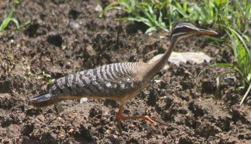 Sunbittern - ML646128212