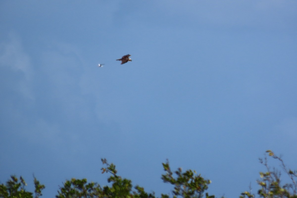 Osprey - ML646128214