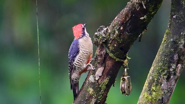 Black-cheeked Woodpecker - ML646128217