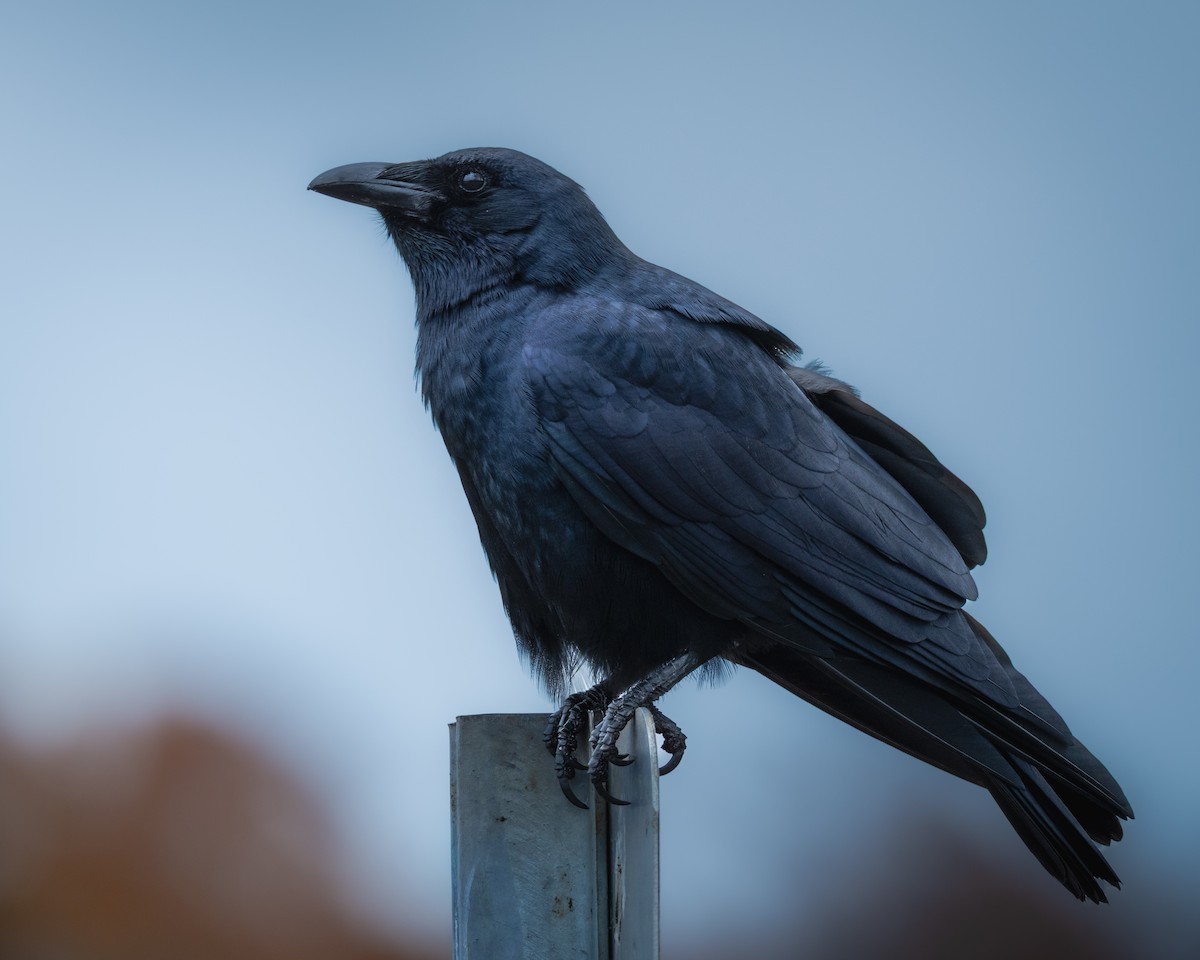 Fish Crow - ML646128223