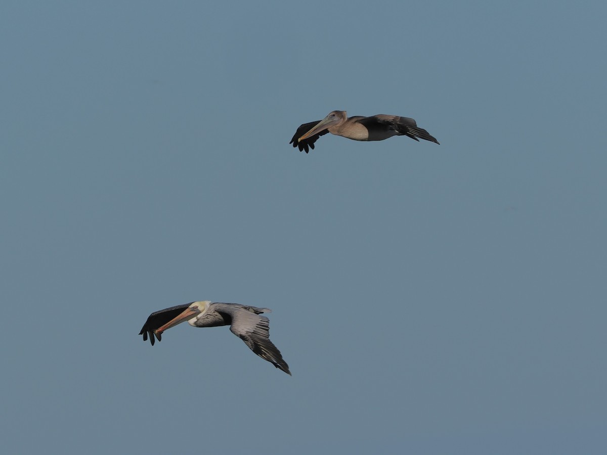 Brown Pelican - ML646128229