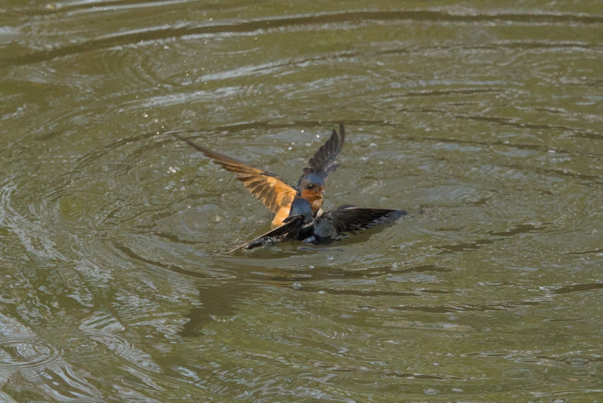 Ластівка сільська - ML646128231