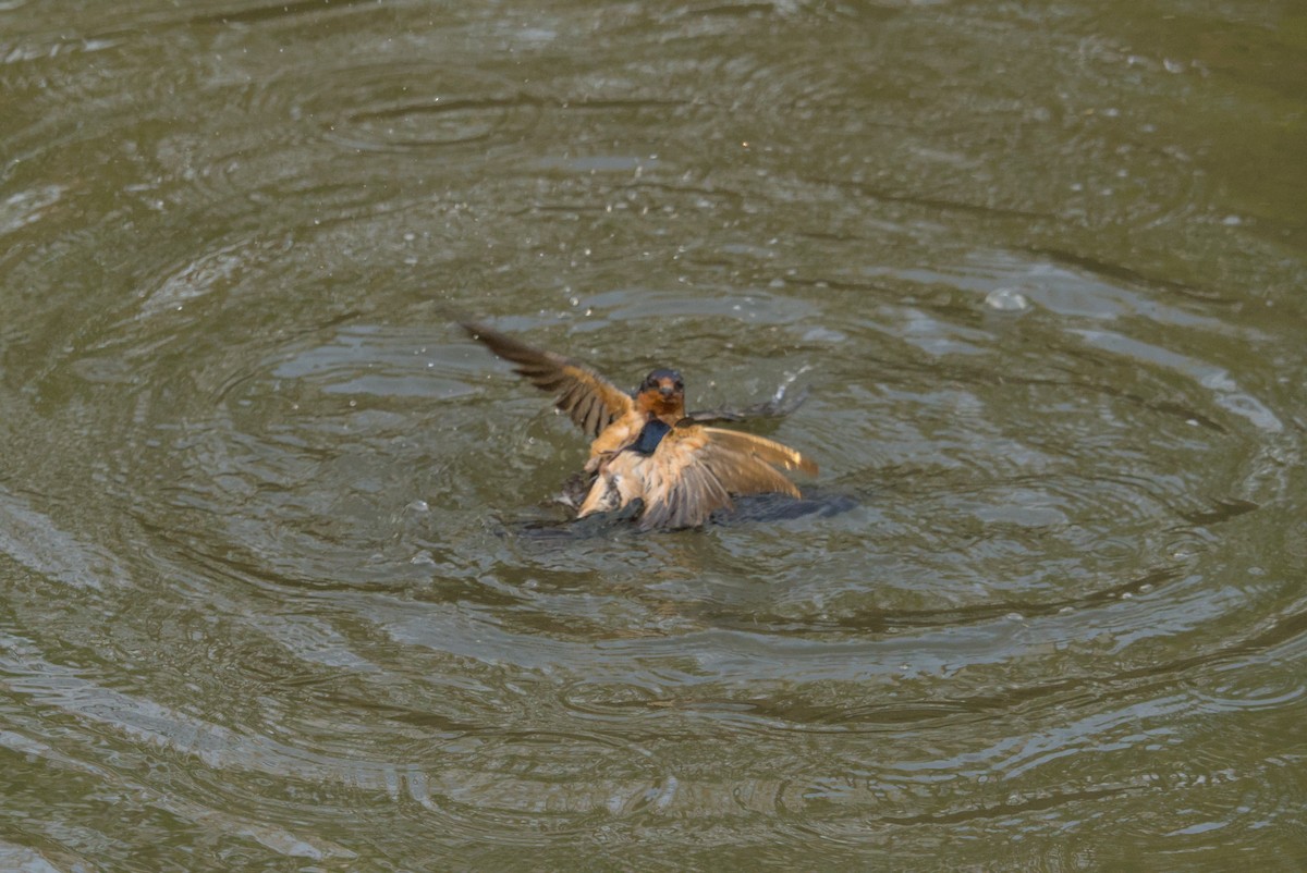 Ластівка сільська - ML646128232