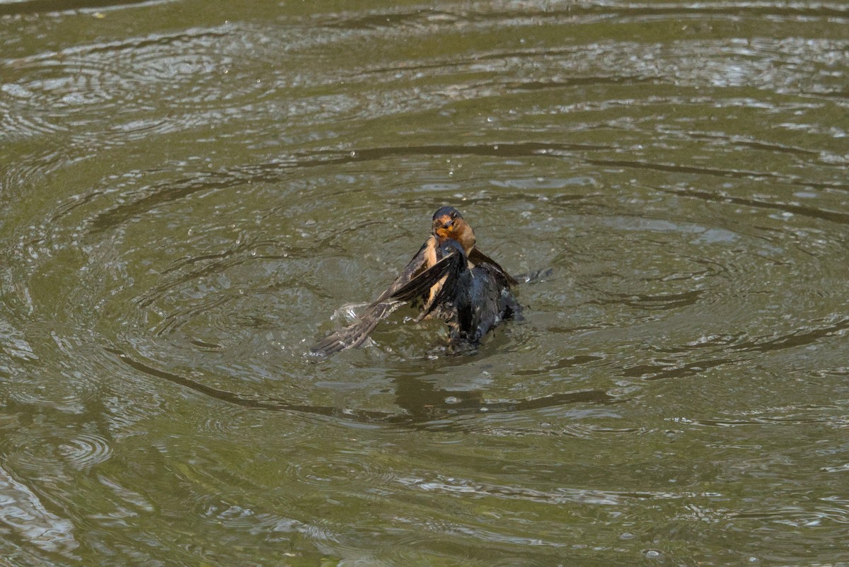 Ластівка сільська - ML646128233
