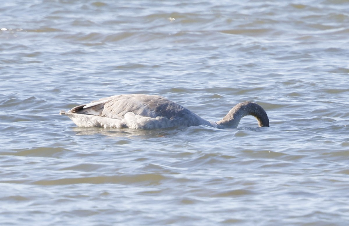 Trumpeter Swan - ML646128234