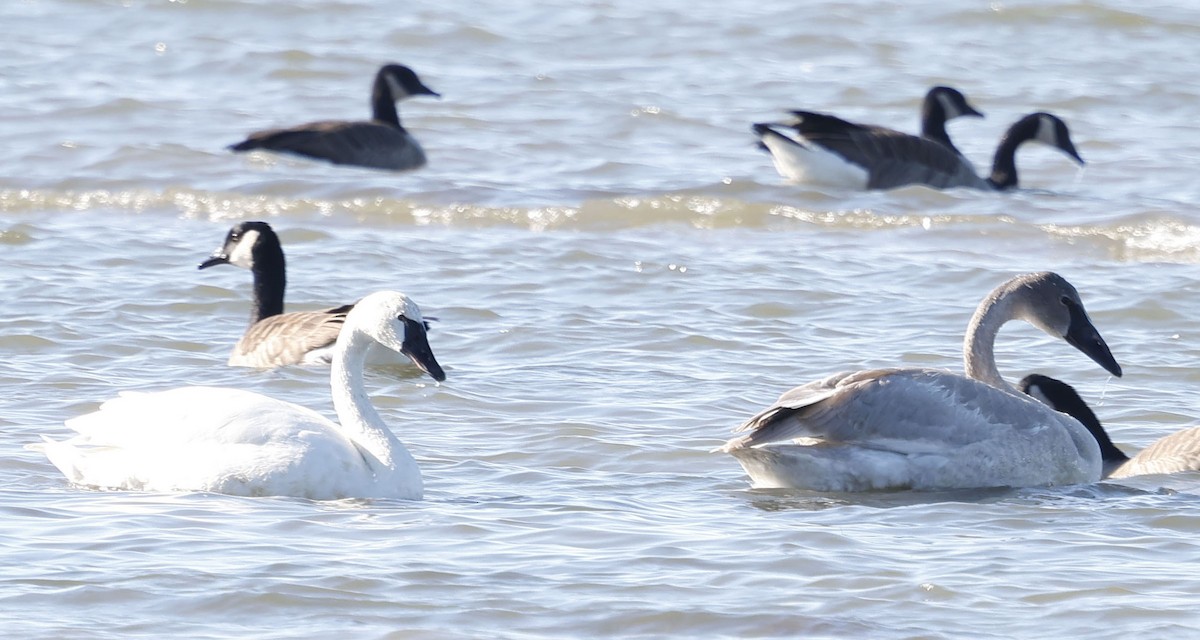 Trumpeter Swan - ML646128235