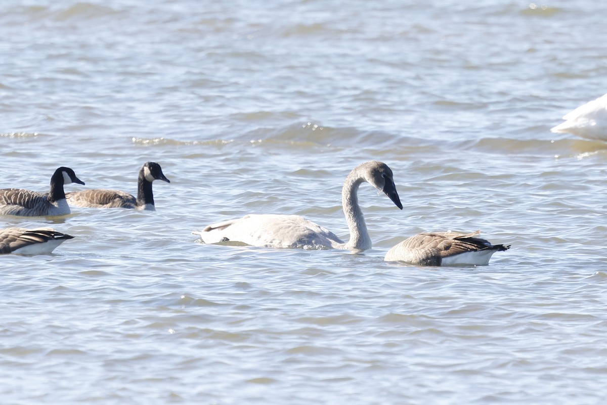 Trumpeter Swan - ML646128236
