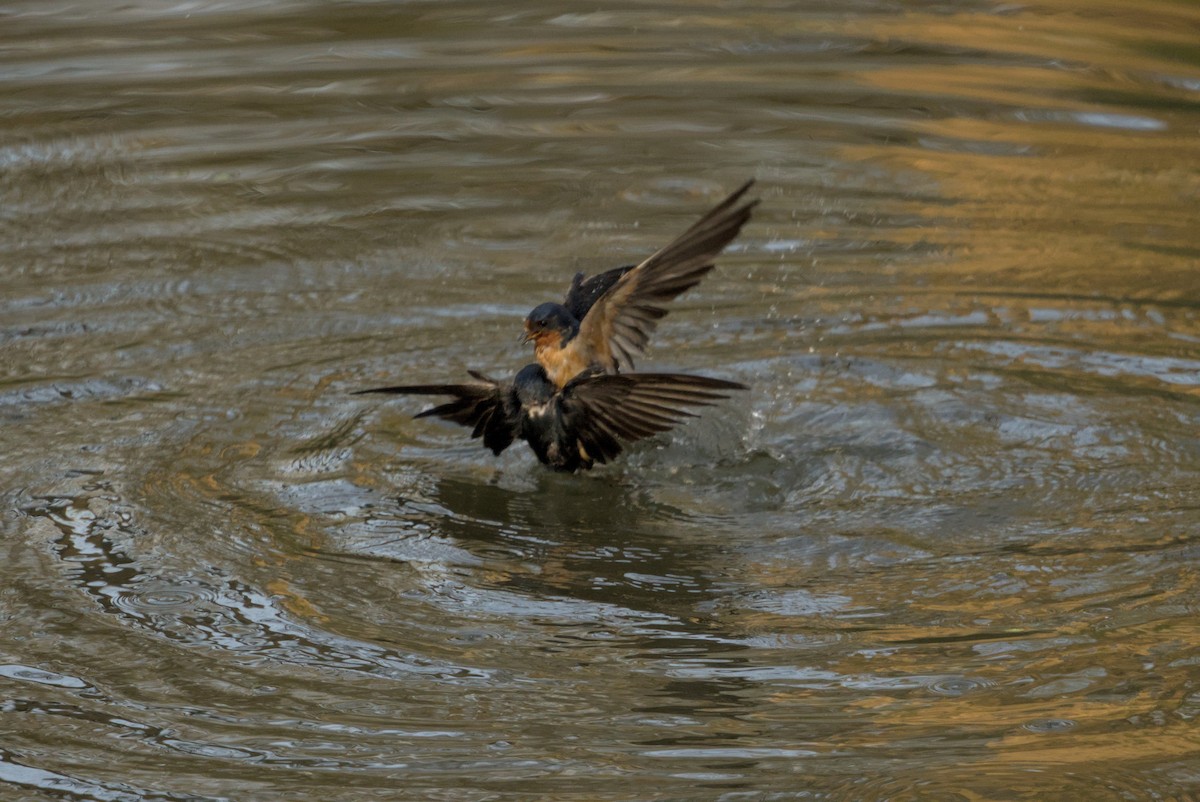 Ластівка сільська - ML646128237