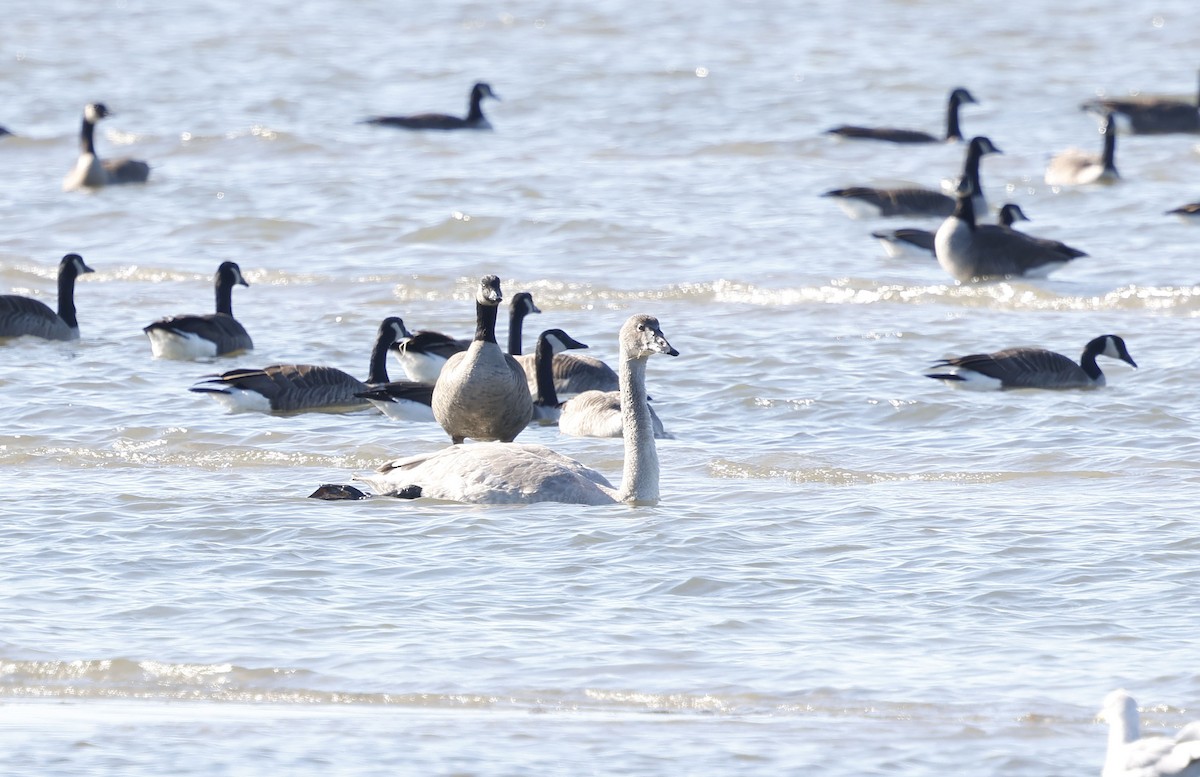 Trumpeter Swan - ML646128238