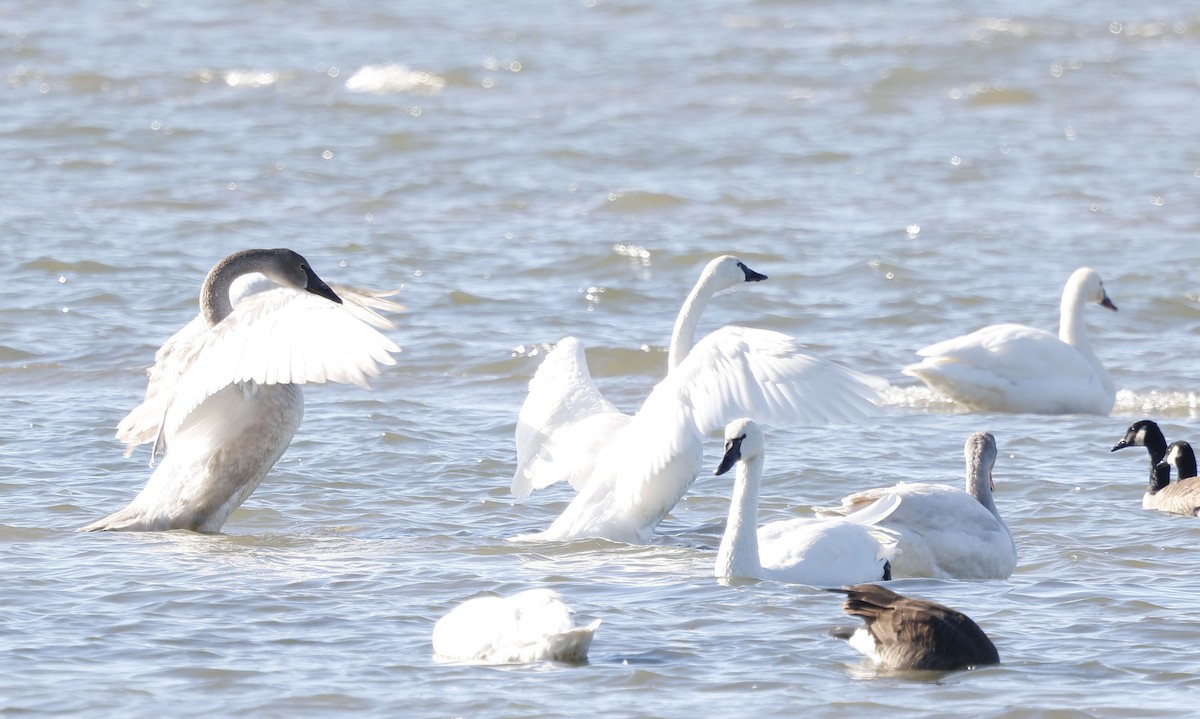 Trumpeter Swan - ML646128239