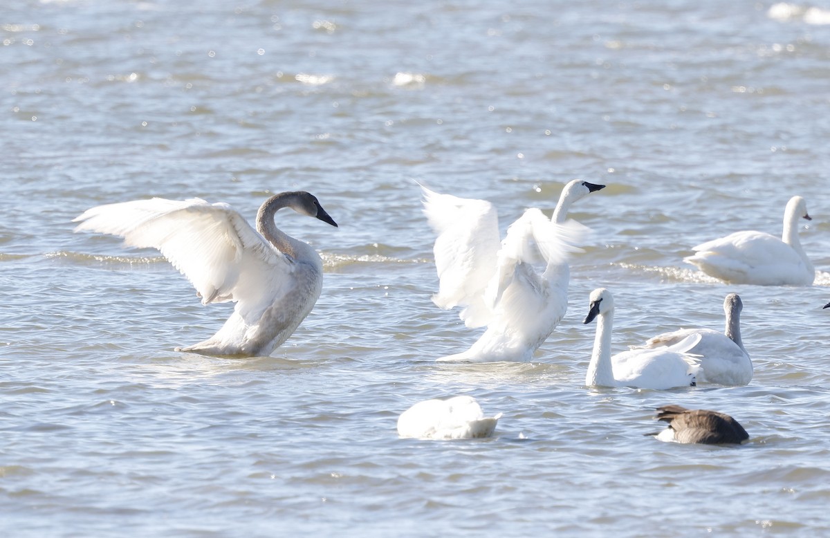 Trumpeter Swan - ML646128240